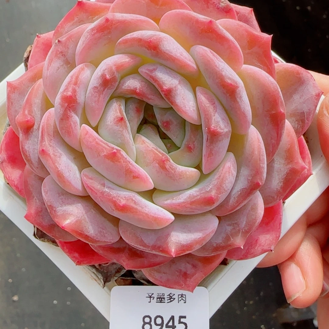 母本冰魄，8945多肉植物