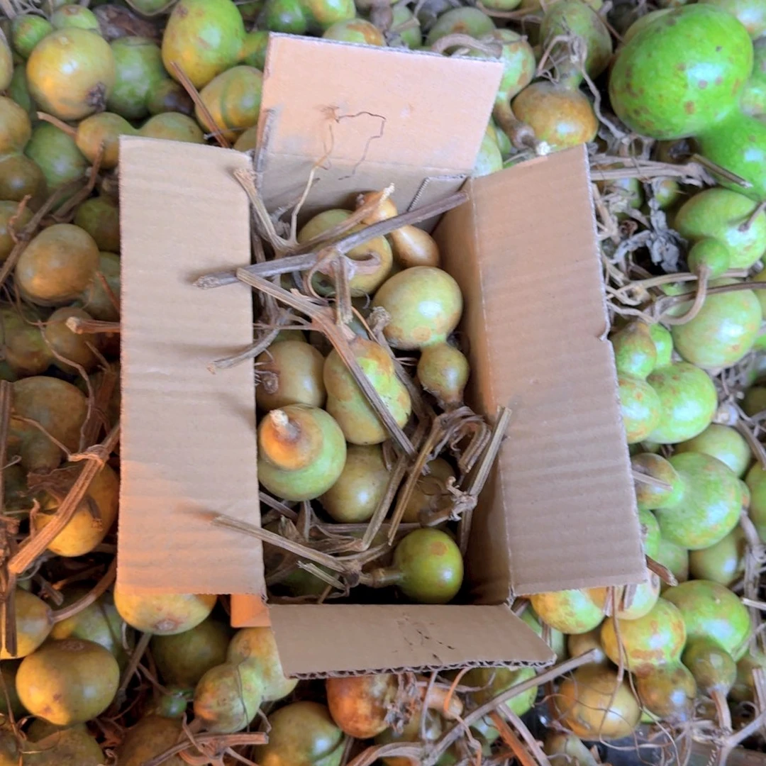 F***L青皮瑕疵品不退不换不保成