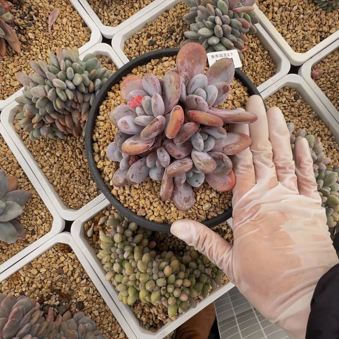 a a a a a a a a a a 111