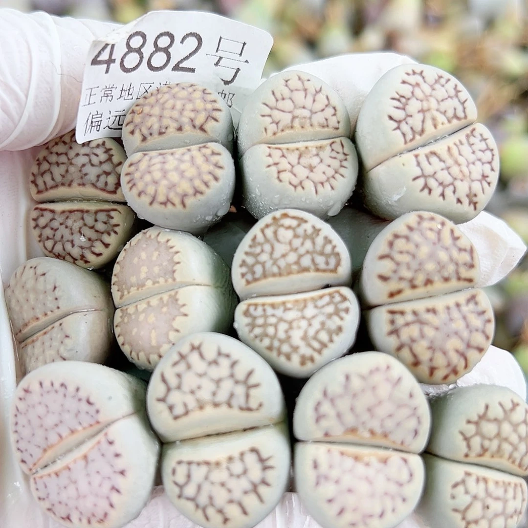 4882五年大理石加饼干12个2/2.5cm
