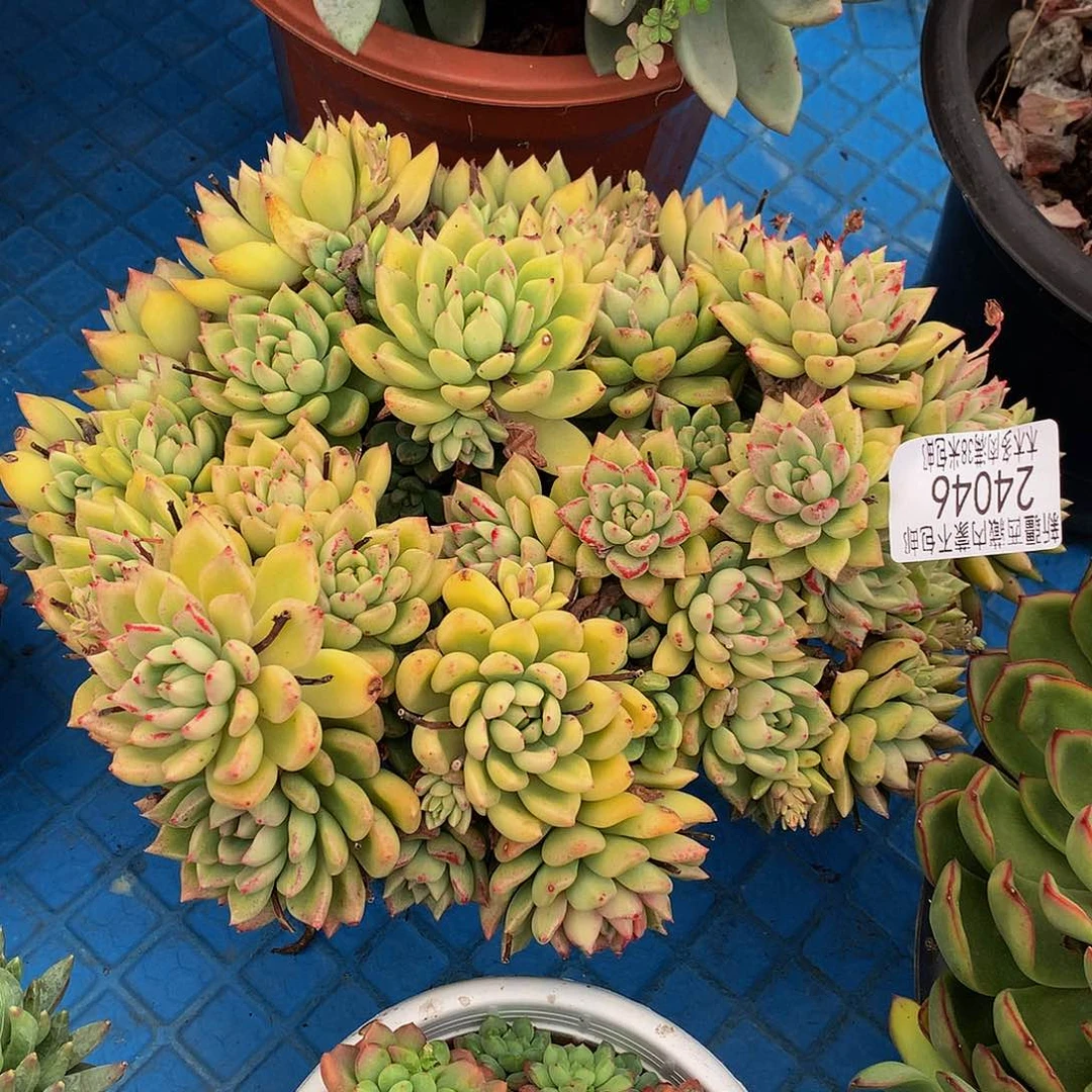 王****后   璀璨24046