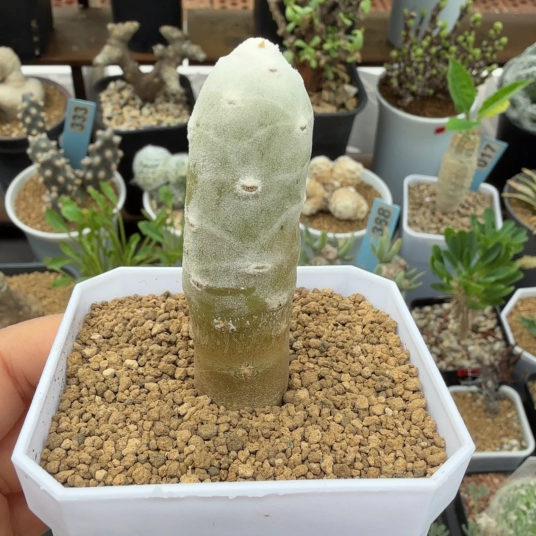 雪鹿厚墩菊048仙人掌