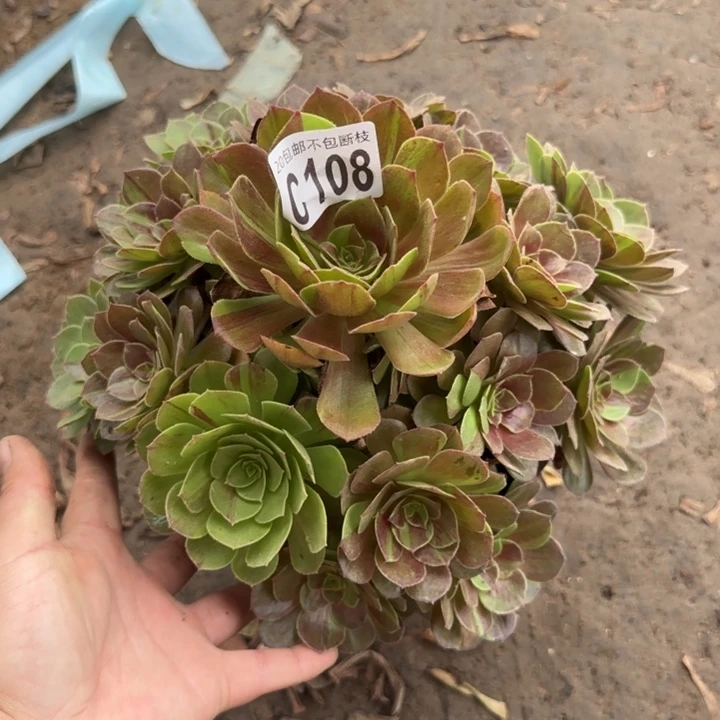 花月夜……多肉植物……