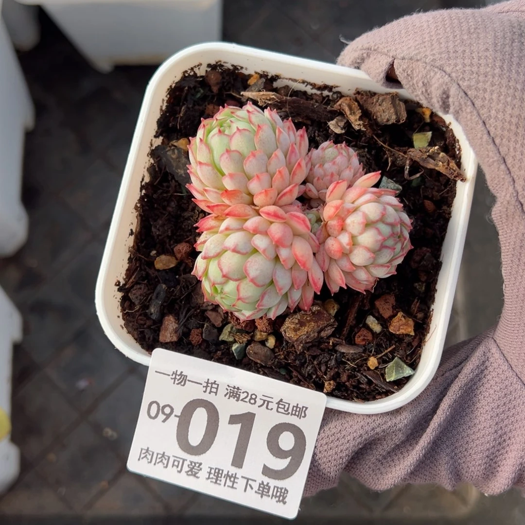 小红船多肉多肉多肉