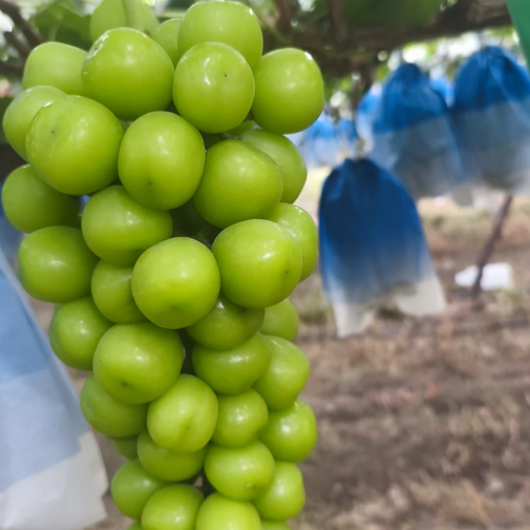 阳光玫瑰葡萄有香味新鲜应季中通包邮