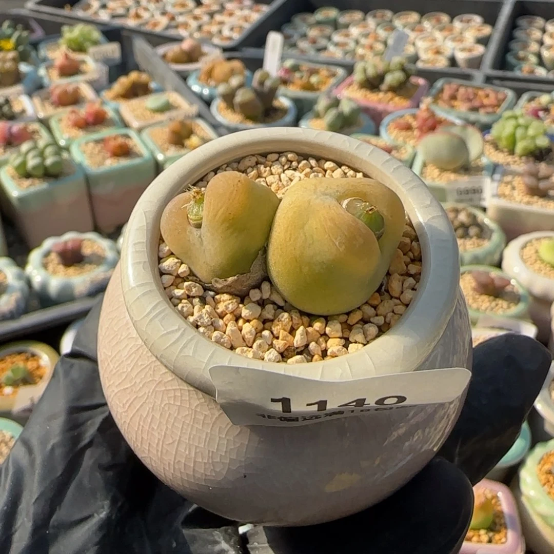 1140--一物一拍 带盆