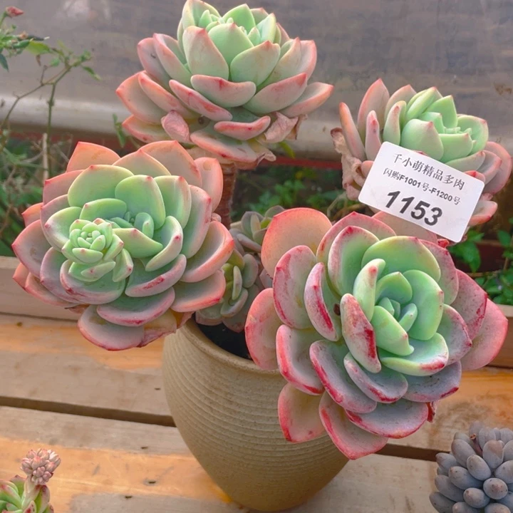 谢谢你的支持00000001153