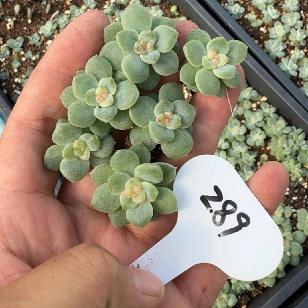 如图优选麦芽珍妮89叶插1个