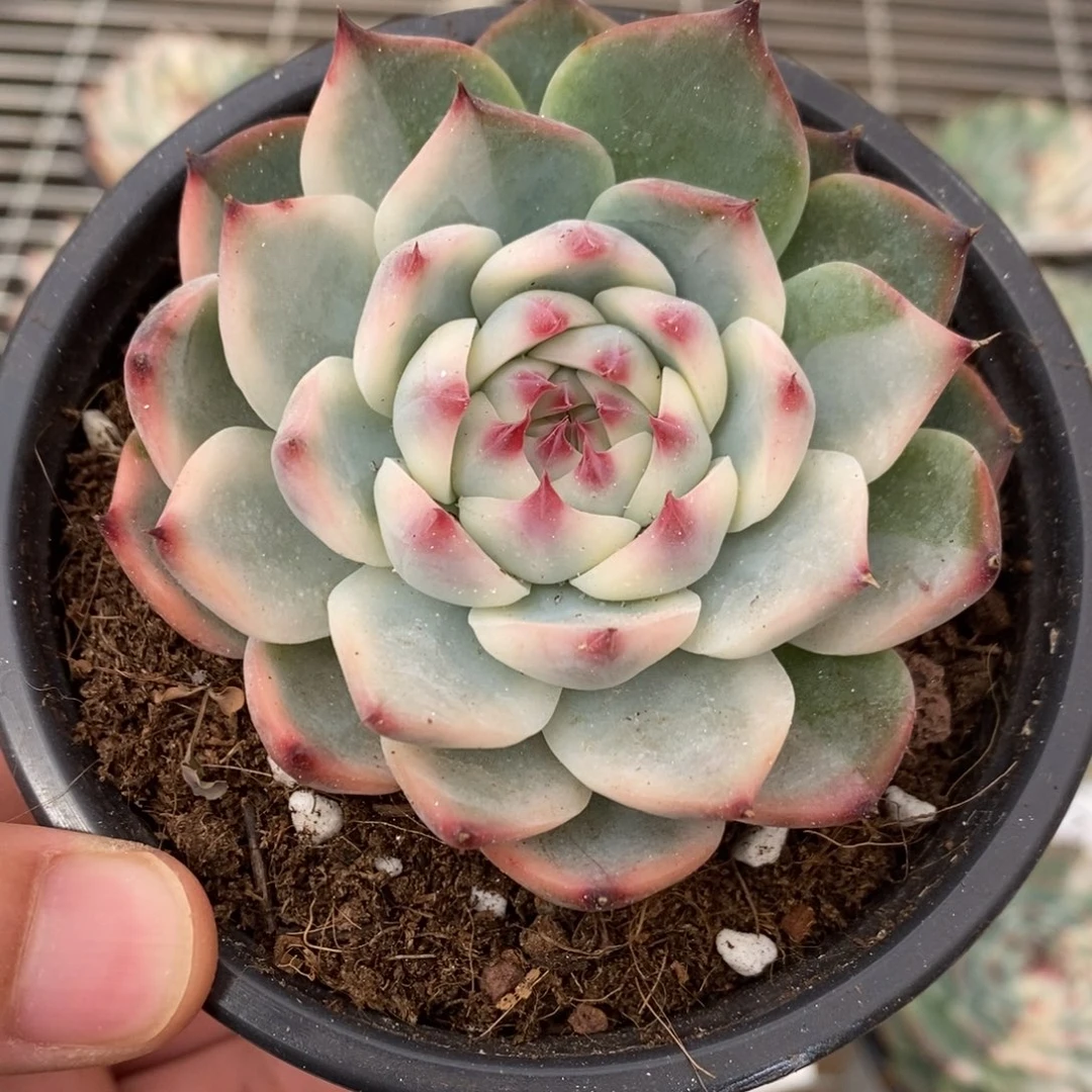 吉娃娃锦多肉植物6860