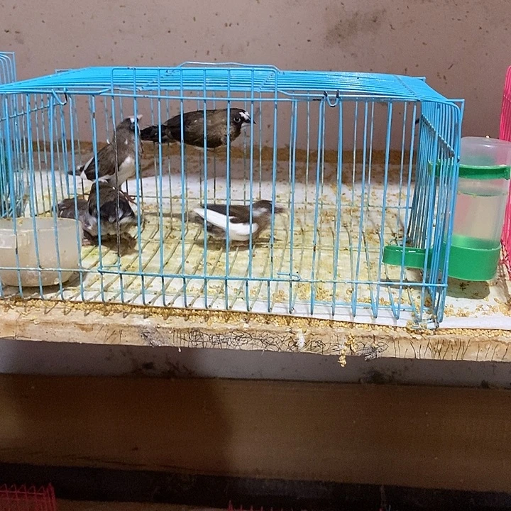 文鸟苗保姆鸟6只，包活到家