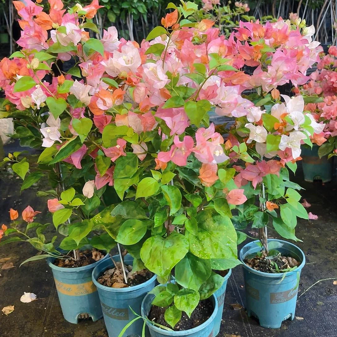 当前无花栽培后可以开花橙口红带竹一颗
