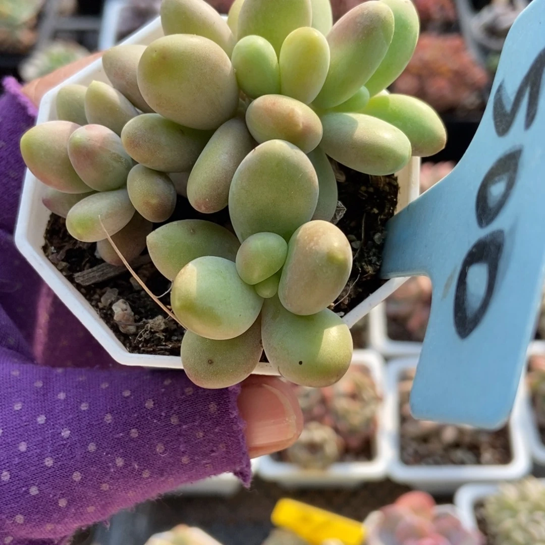 500芒果奶多肉植物