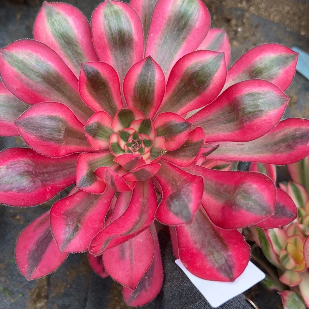 河****》464爱丽丝多肉植物植物