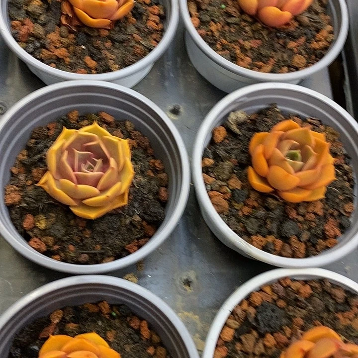 红灯单头福利多多去拍