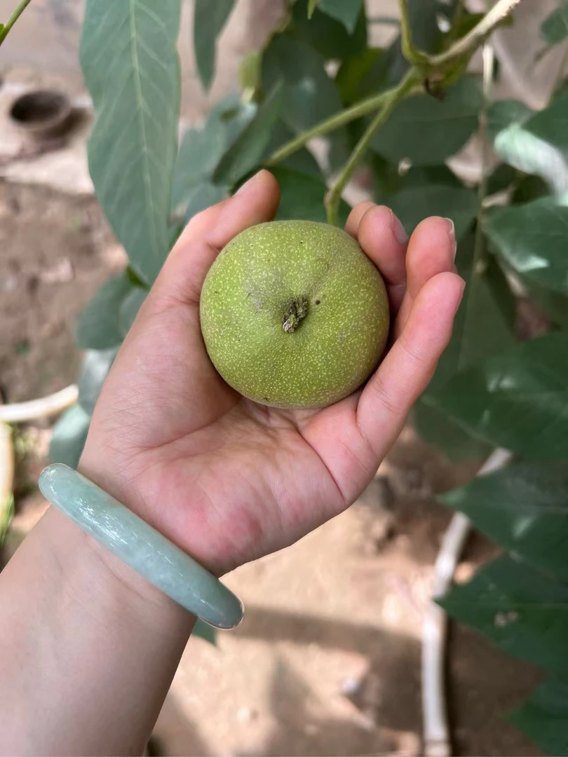 文玩核桃官帽南疆白狮子蛤蟆头