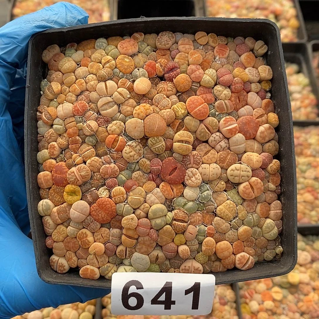 陈**?641 生石花彩套 带盆土