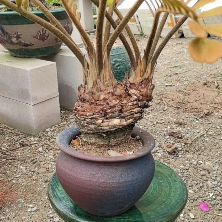 清*巴西铁树一个带盆