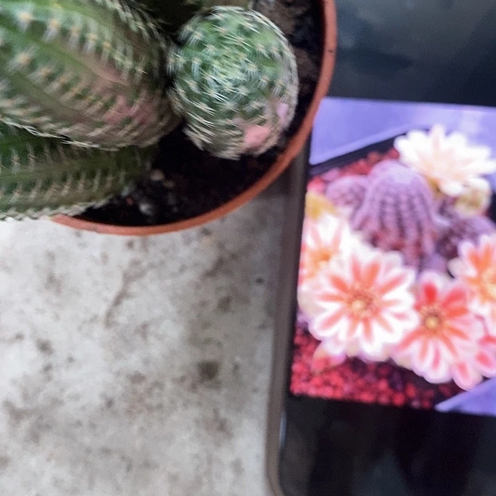 多头胡萝卜仙人球，268900