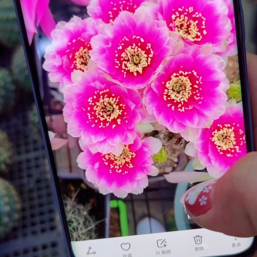 下61丽花魅影歪无根侧芽2公分左右20包邮