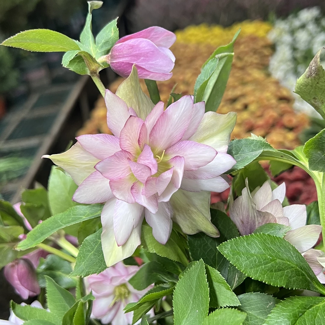 铁筷子【粉色】重瓣冰雪玫瑰丛生盆栽庭院阳台爆花强花卉新手