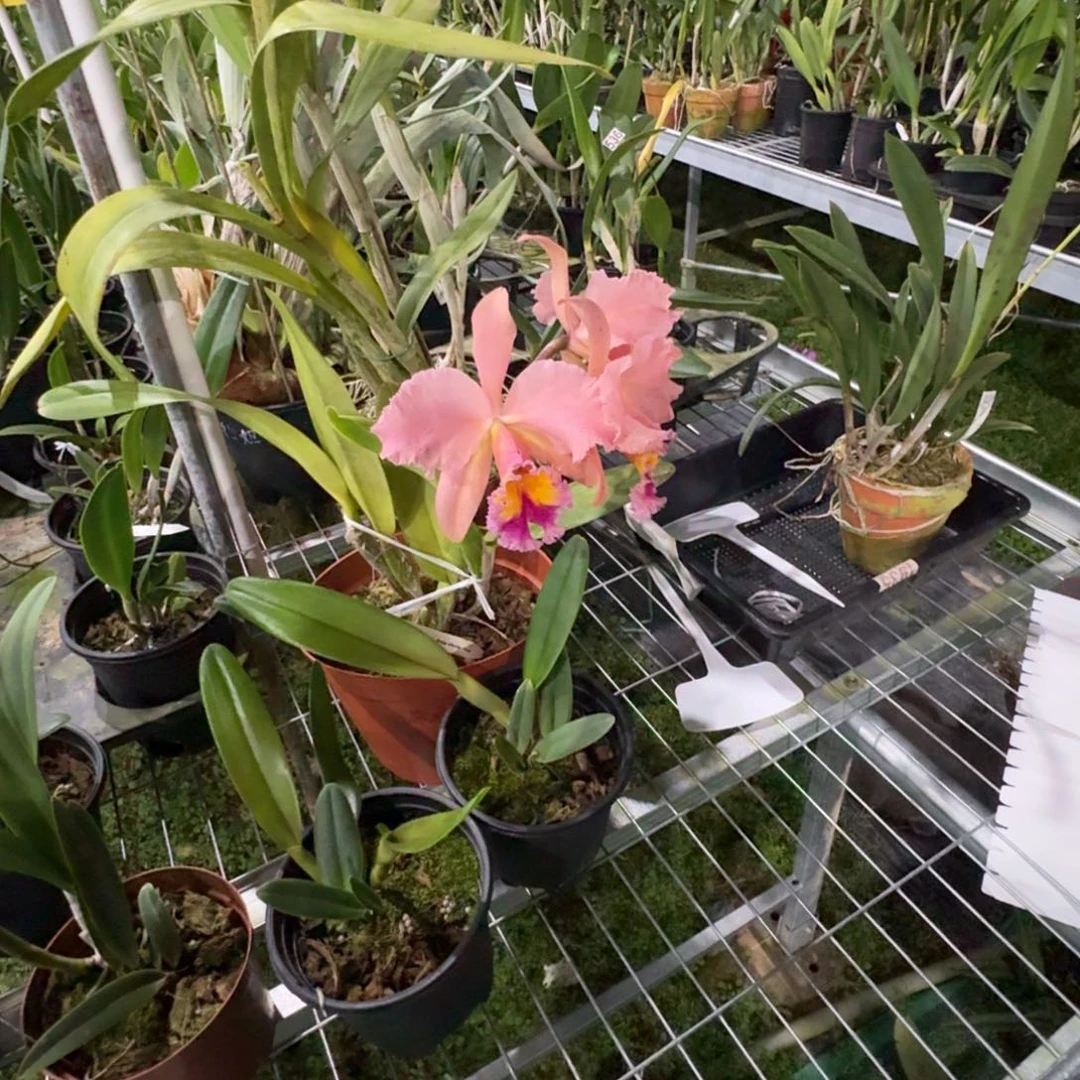 当前无花栽培后可以开花