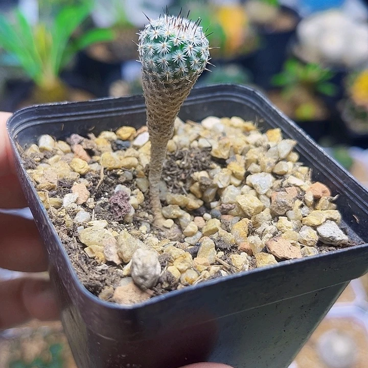 实生美针玉一颗1.5公分