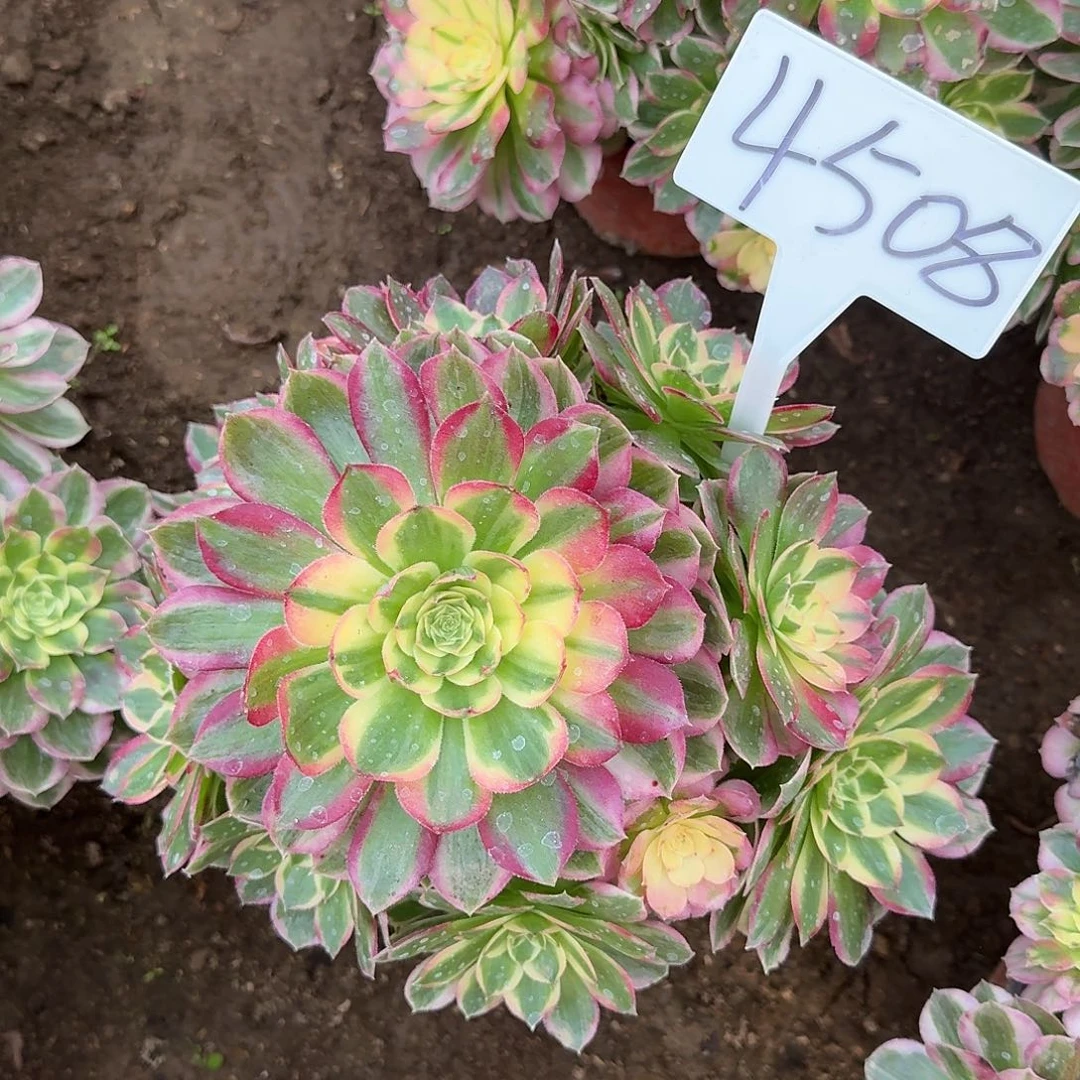 4508海王多肉法师多肉