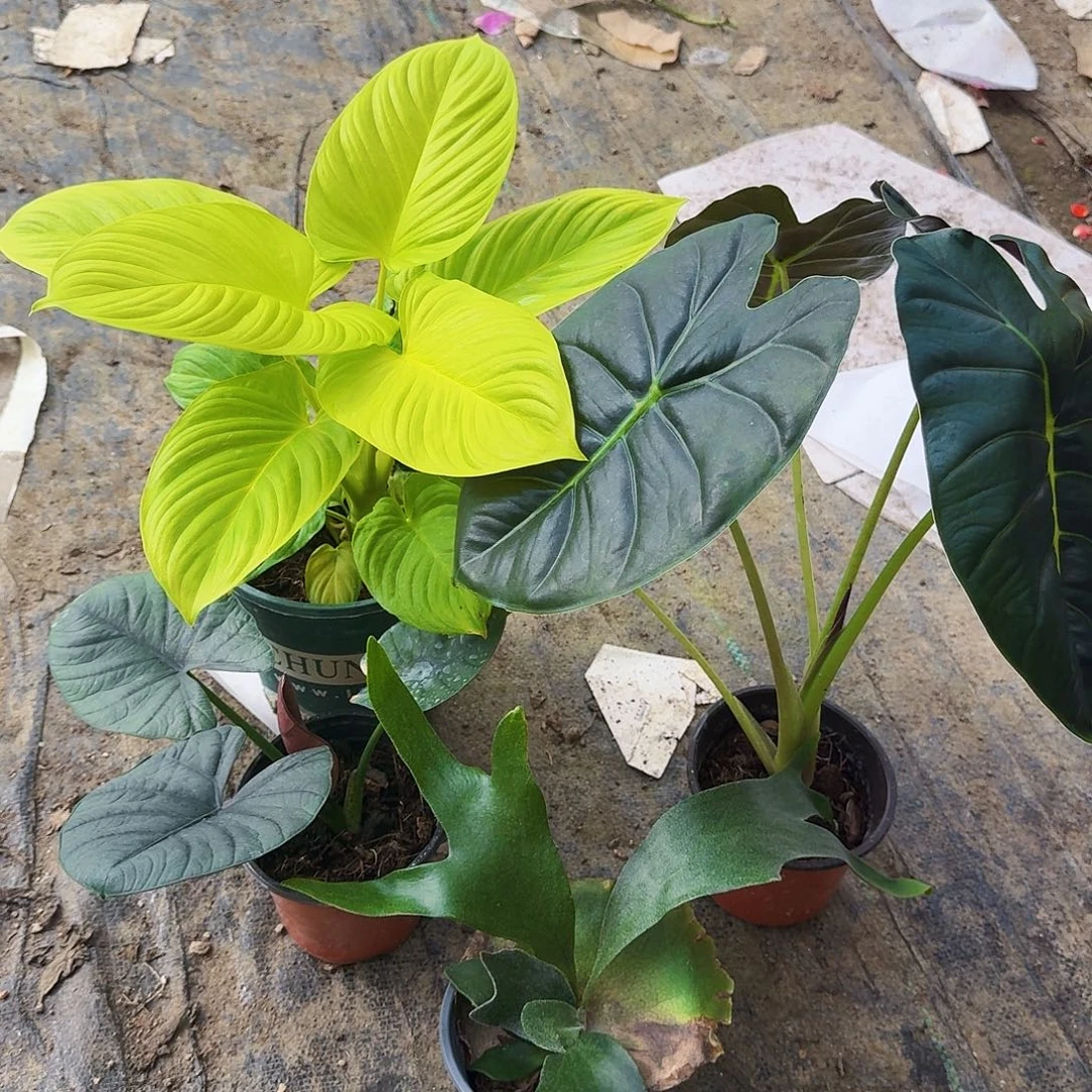 完全开放金芙蓉组合套餐