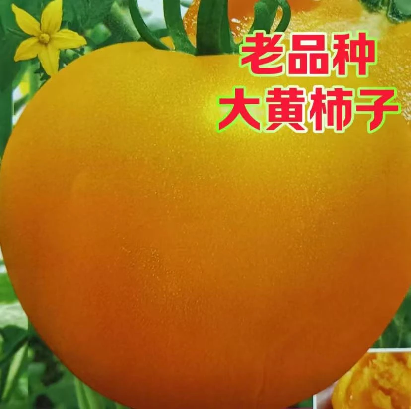 老品种沙瓤大黄粉番茄种子大黄柿子种子老品种西红柿盆栽蔬菜种子