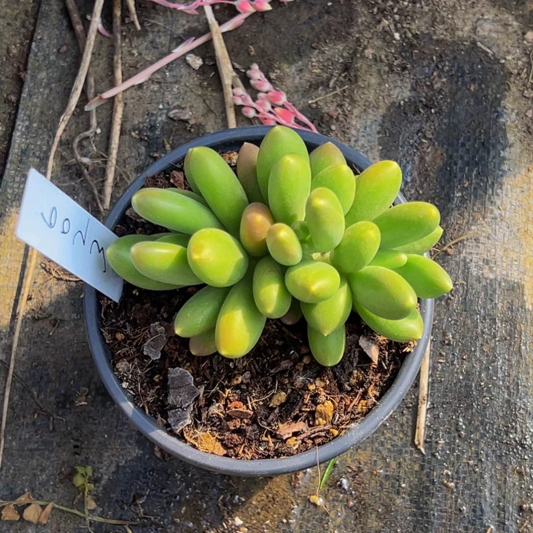 6022号下午多肉植物群生吃饭