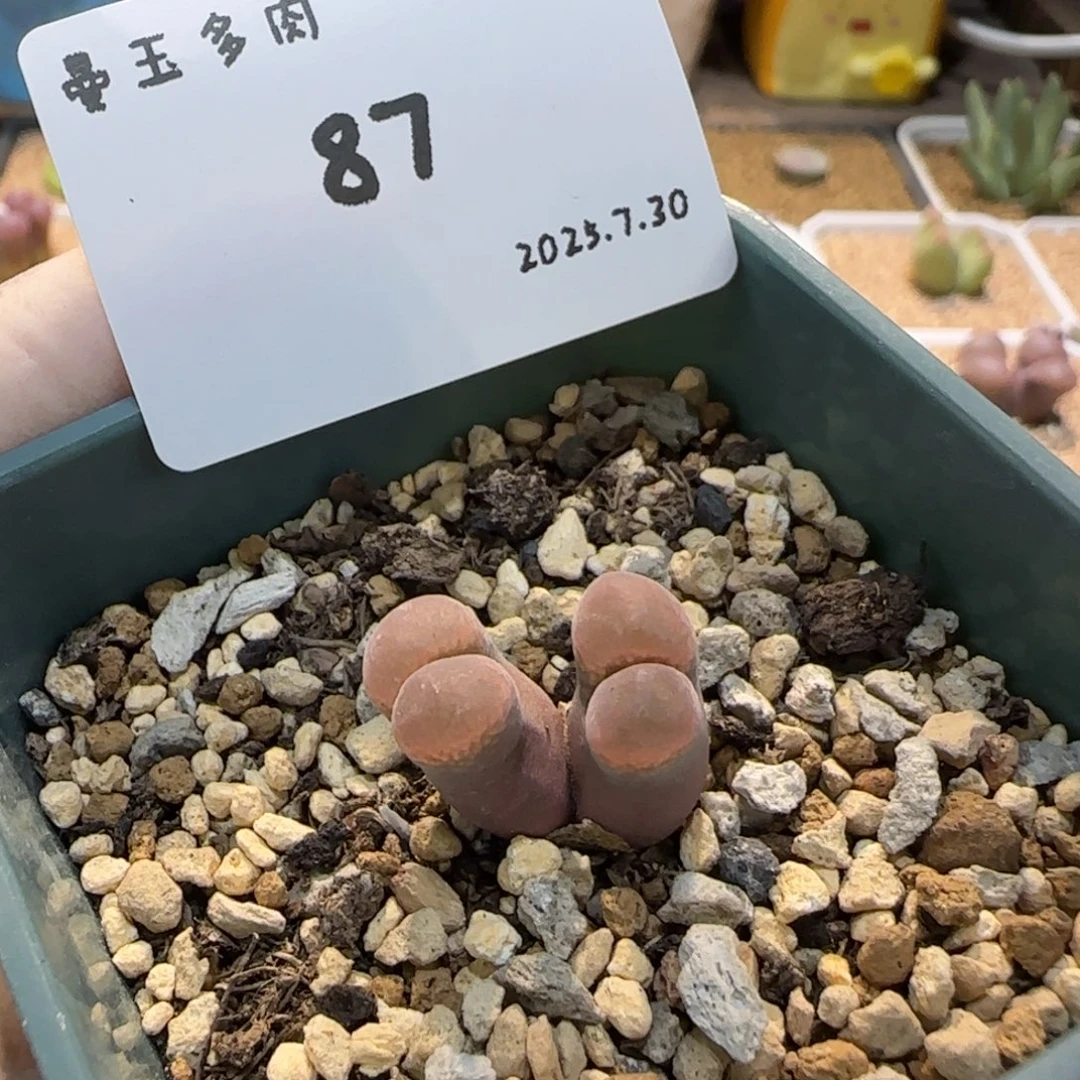 万***筒多肉多肉多肉7.30-087