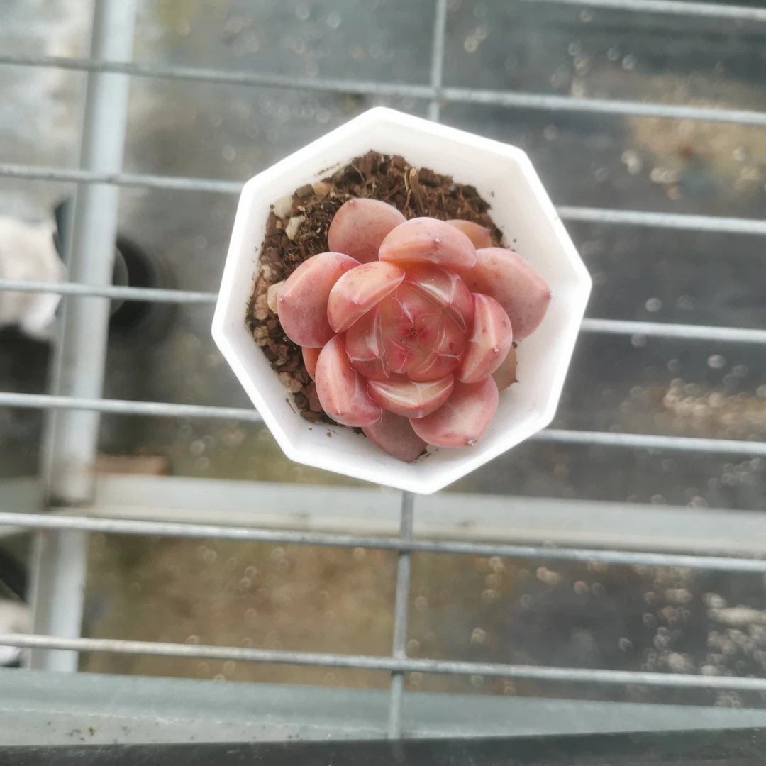 夜魔侠（浅忆专属）多肉植物