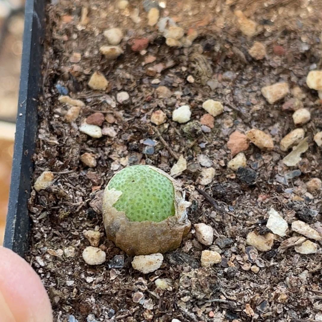 11-4玉米多肉植物