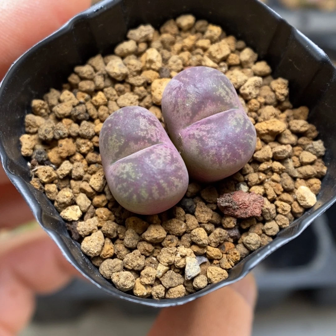 多肉植物肉锥杂交K-3613