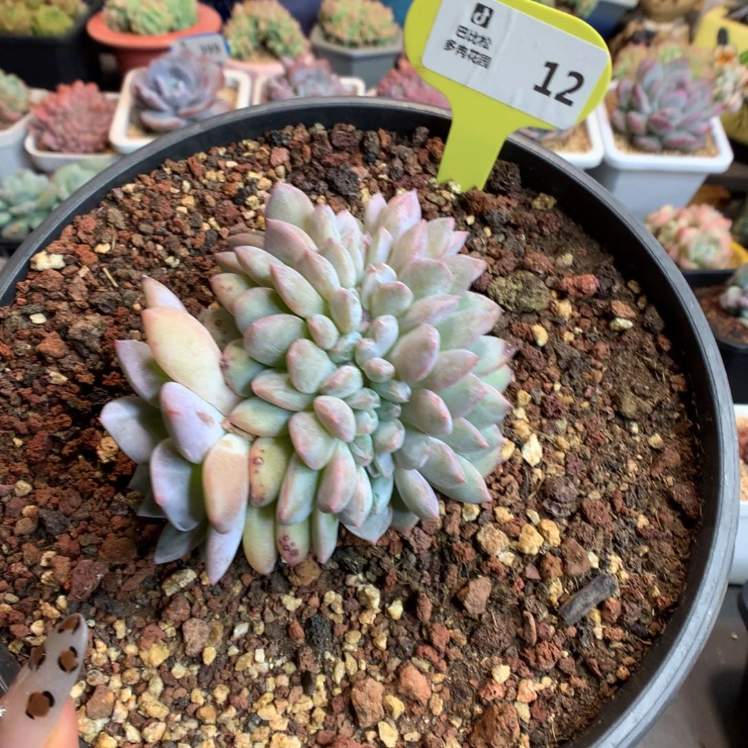 12星影缀化多肉植物