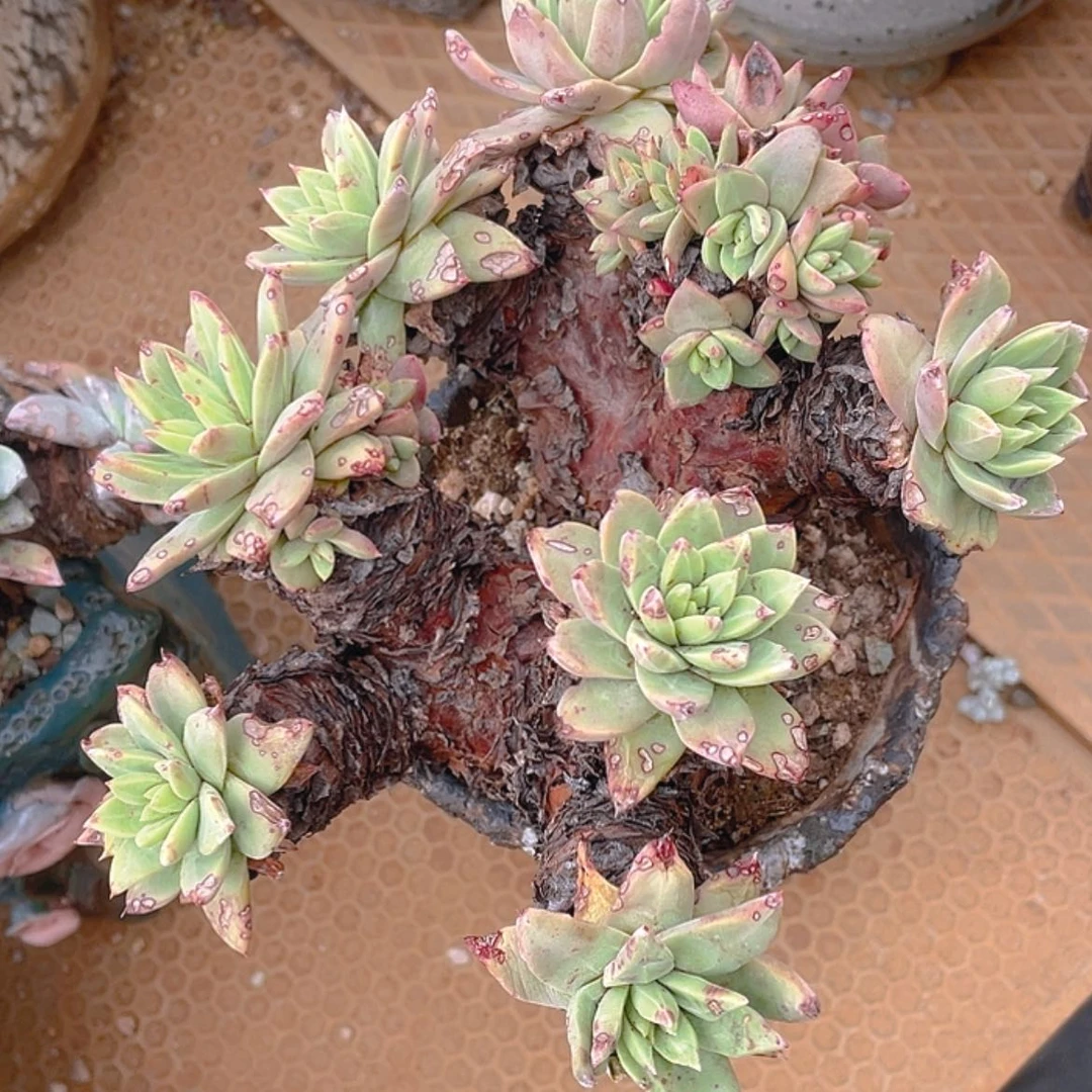 【闪购商品】苹果叶杂