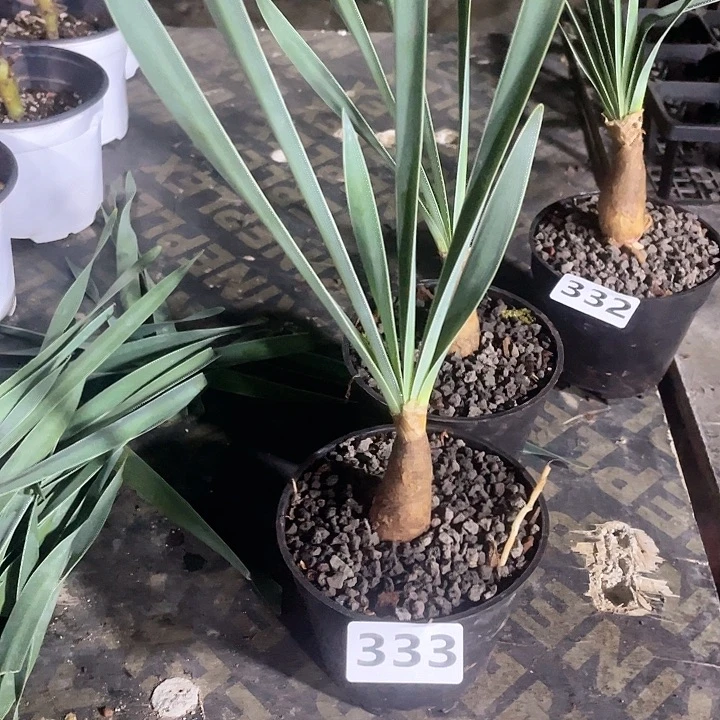 333巨凤之卵块根，