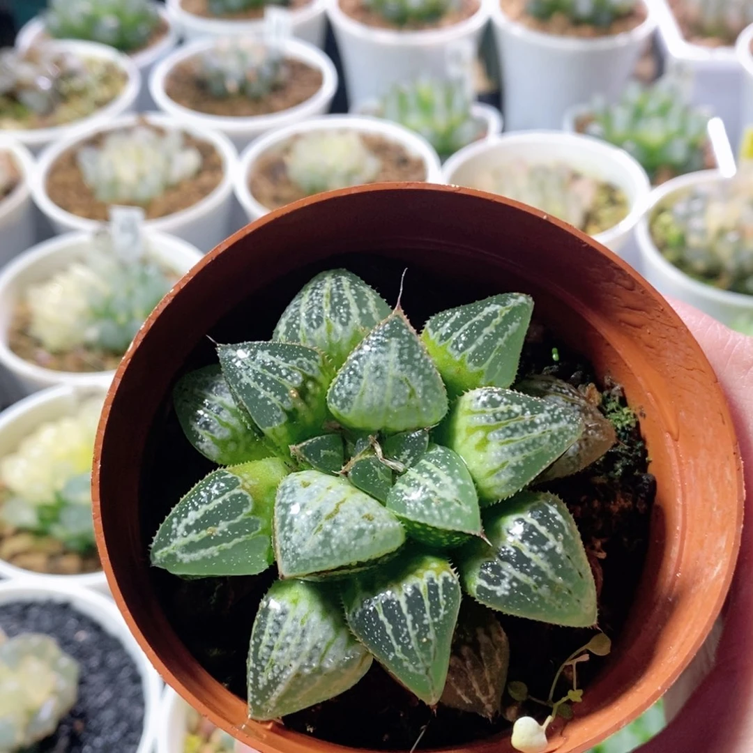 雪景色玉露多肉植物