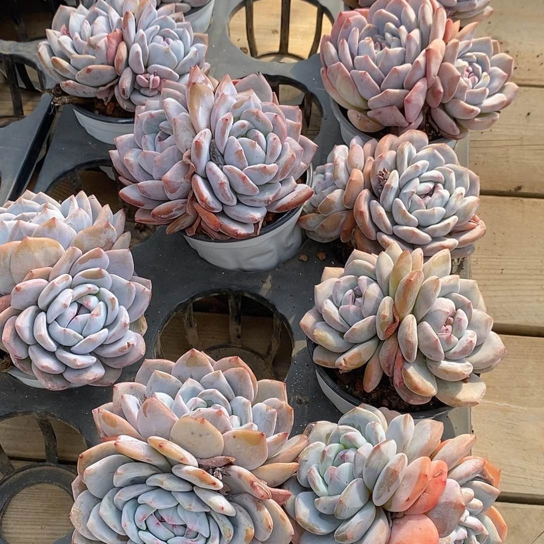 橙梦露双头，多肉植物