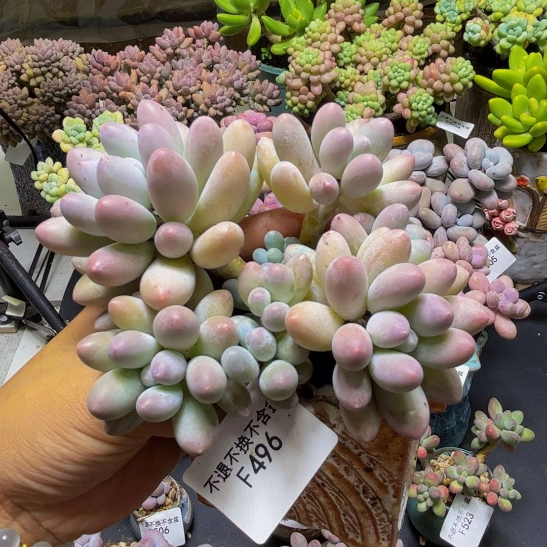 汤圆奶酪496/12cm多肉