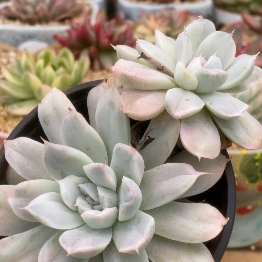 68辛普森锦锦锦锦锦锦