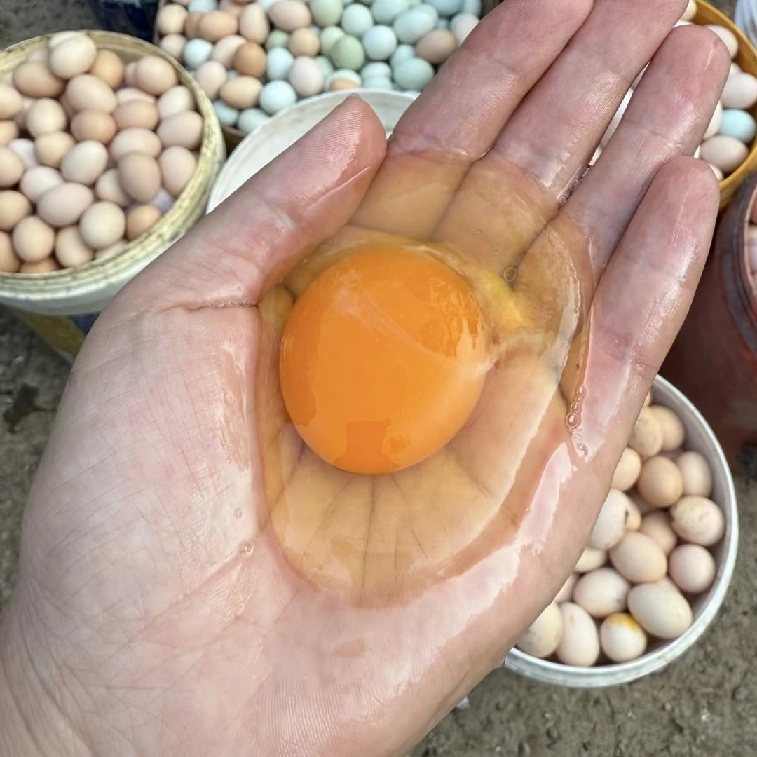 自家果园散养柴鸡蛋、绿壳蛋新鲜现捡现发营养丰富土鸡蛋正宗