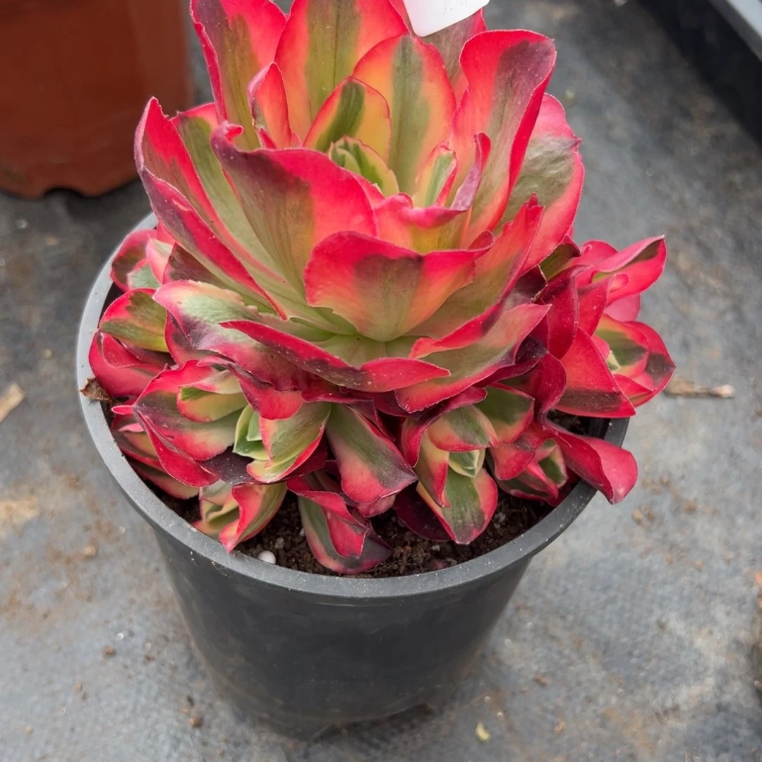 奶**猫90如意多肉植物系