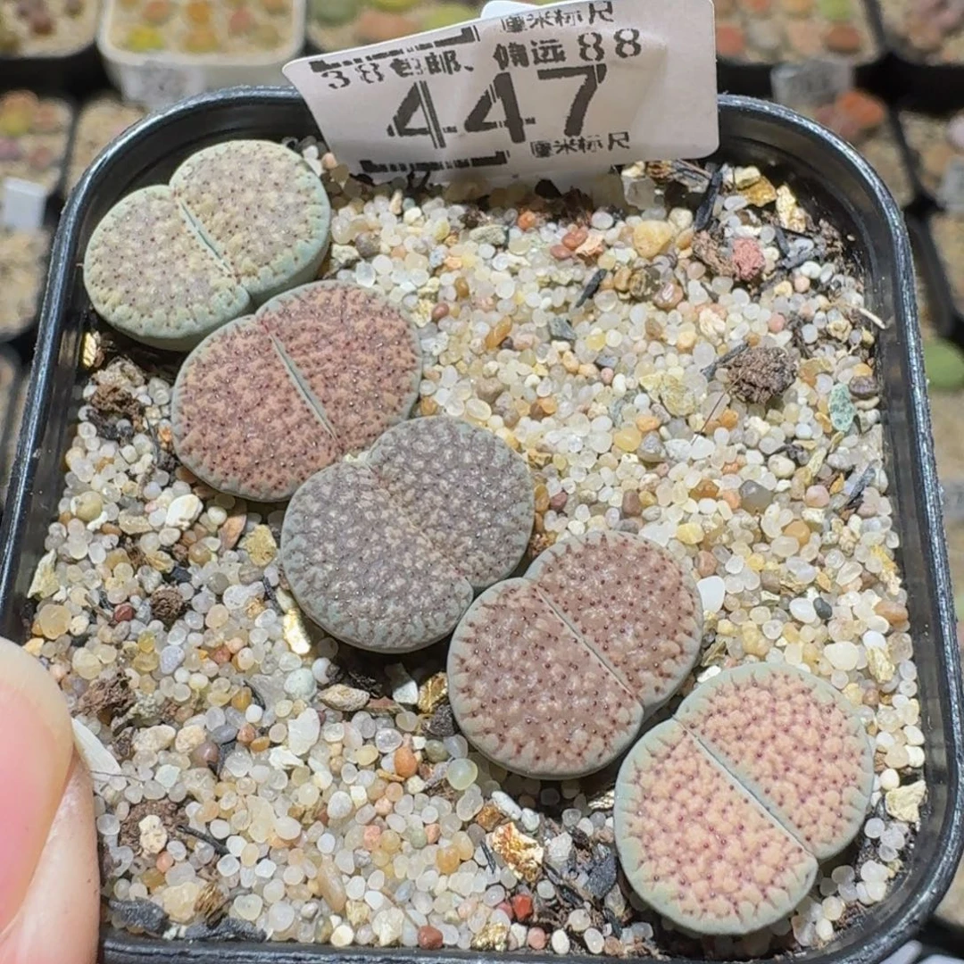 Ssss精品生石花447