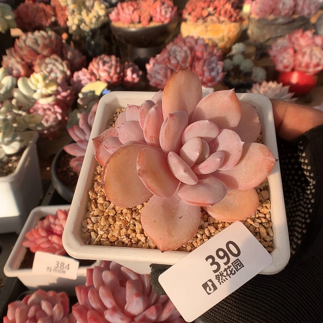 390奶茶多肉植物6666