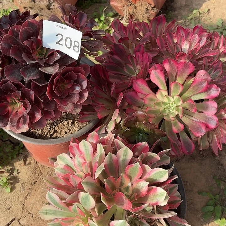 208号一物一拍三颗法师