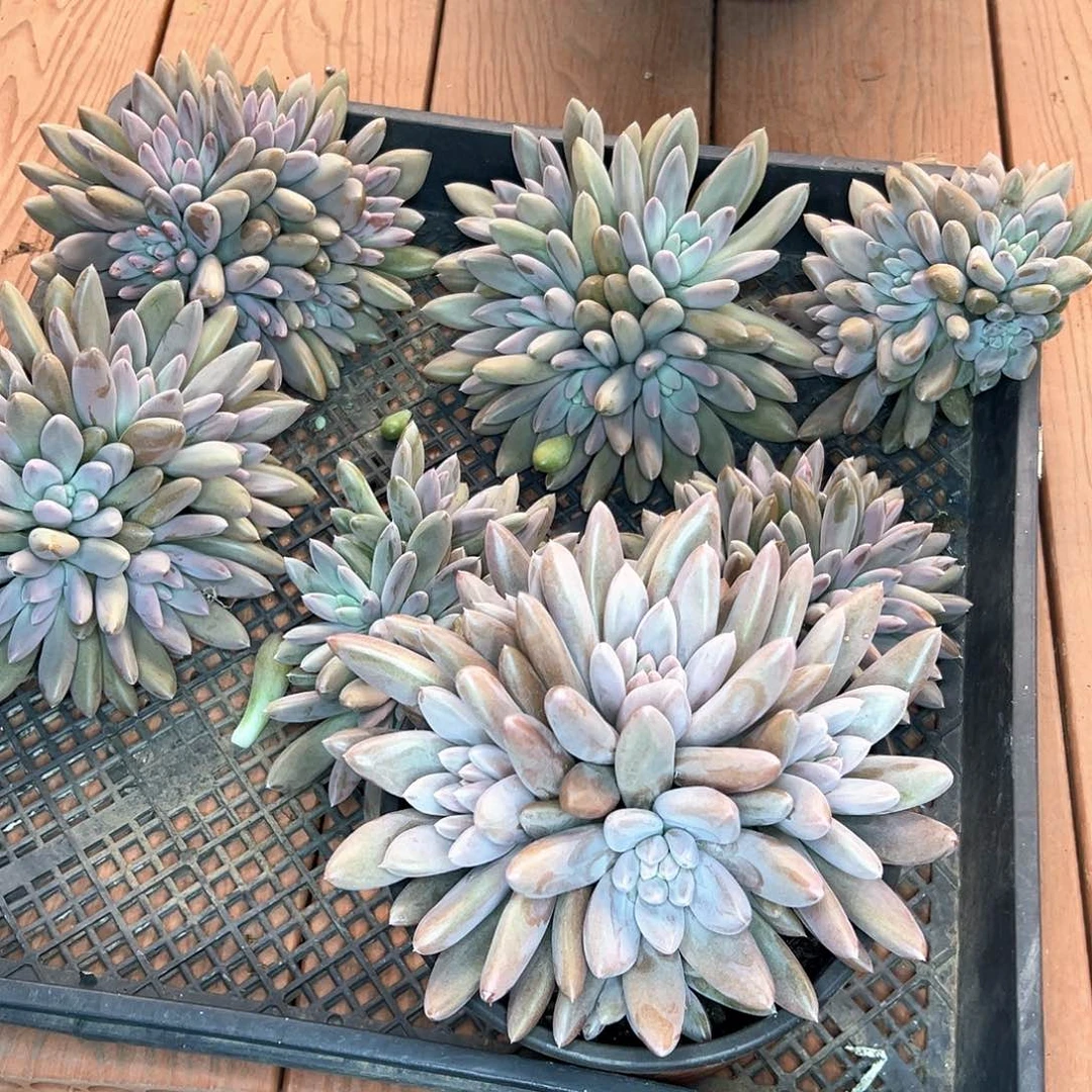 郁***仔7颗原始哥特，一物一拍