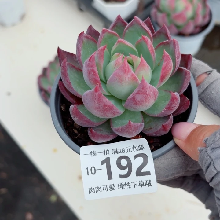惊鸿多肉无盆土发货无