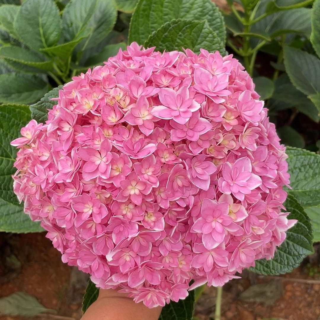 绣球切花一物一拍3枝起包邮，69