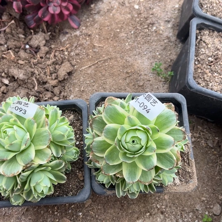 @***改山地玫瑰锦多肉植物两颗093-94